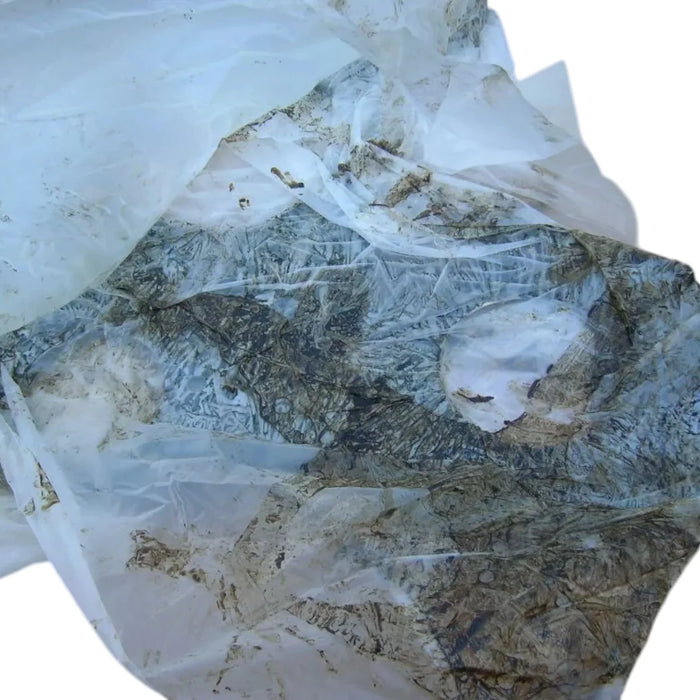 CA1559818 Genuine Cat Inner Front Blech